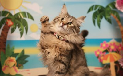 meet nala cat: the instagram star with a ton of fo - tymoff