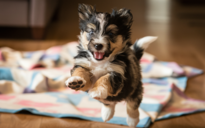 puppy:iuuiiqqqwao= dogs