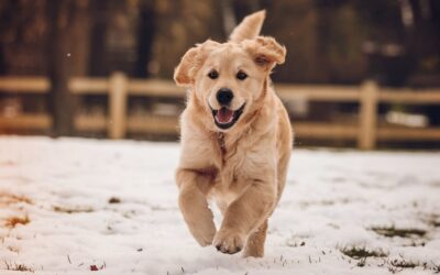 Puppy:1azdln0ha3y= Golden Retriever