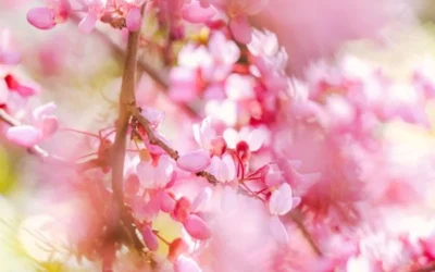 aesthetic:xggg1gckx6i= pink